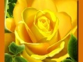 Yellow Roses