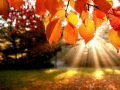 Jigsaw Puzzle: Autumn