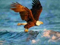 Animals Jigsaw Puzzle Eagle