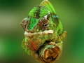 Chameleon Jigsaw