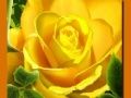 Yellow Roses Yellow Roses