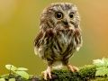 Animal Hidden Stars