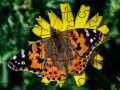 Jigsaw Puzzle: Spring