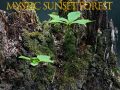 Mystic sunset forest
