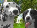 Dog Simulator 3d