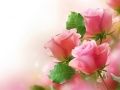 Pink Roses