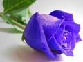 Blue Roses