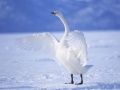 Graceful Swans