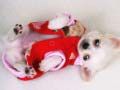 Lovely Puppy Slide