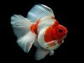 Gold Fish Jigsaw Puzzle