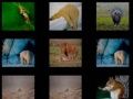 Animal Memory