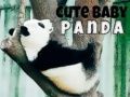 Cute Baby Panda