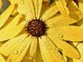 Flower Petals Raindrop Jigsaw
