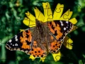Jigsaw Puzzle: Spring Jigsaw Puzzle: Spring