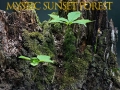 Mystic sunset forest Mystic sunset forest
