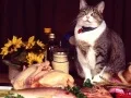 Funny Cats Puzzle Funny Cats Puzzle