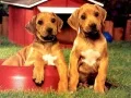 Puppy Pairs Puzzle Puppy Pairs Puzzle