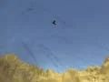 Toucan Shooter Toucan Shooter