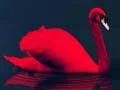 Love Birds Puzzle Love Birds Puzzle