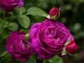 Purple Roses Purple Roses
