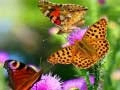 Butterfly Slide Butterfly Slide