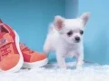 Lovely Puppy Puzzle Lovely Puppy Puzzle