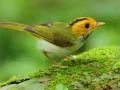 Birds Slide Birds Slide