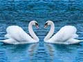 Swans Slide