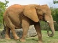 Animals Jigsaw Puzzle - Elephants Animals Jigsaw Puzzle - Elephants