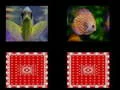 fish memory