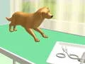 Paw Care