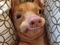 What meme dog are you ?