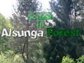 Return To Alsunga Forest Return To Alsunga Forest