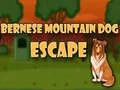 Bernese Mountain Dog Escape Bernese Mountain Dog Escape