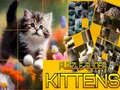Puzzle Sliding Kittens Puzzle Sliding Kittens