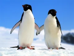 Spel Penguin Puzzle på nätet