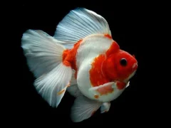 Spill Gold Fish Jigsaw Puzzle online