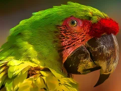 Laro Parrot Bird Puzzle online