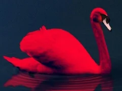 Love Birds Puzzle — 무료 온라인 게임