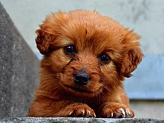 Xogo Puppy Puzzle en liña