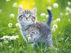 Kittens Jigsaw – kostenloses Online-Spiel