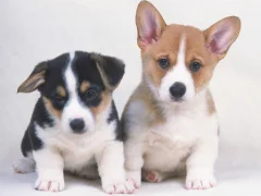 Xogo Cute Puppies Puzzle en liña