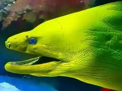 Underwater World Jigsaw — لعبة مجانية اون لاين