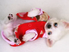 Peli Lovely Puppy Slide verkossa