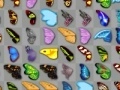 Butterfly kyodai Butterfly kyodai