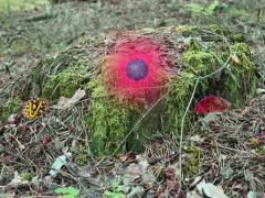 Laro Mysterious Password Forest Autumn Edition 2 online
