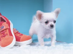Spill Lovely Puppy Puzzle online
