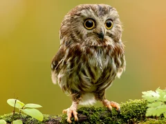 Spil Animal Hidden Stars online