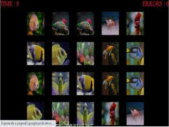Spill fish memory online