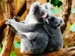 游戏Cute Baby Koala Bear在线